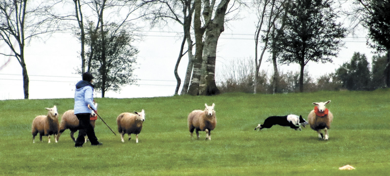 Wrangling uncooperative sheep